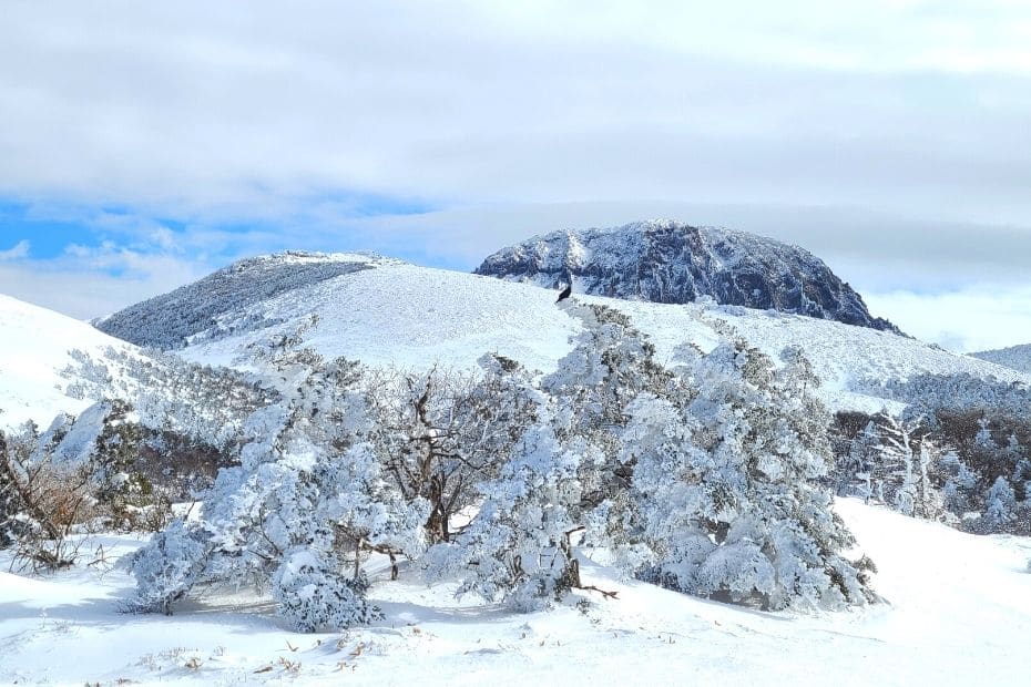 How To Hike Hallasan In Winter For Awesome Snowy Sights